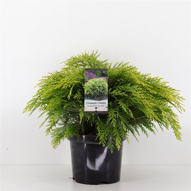 Кипарисовик лоусона Санкист